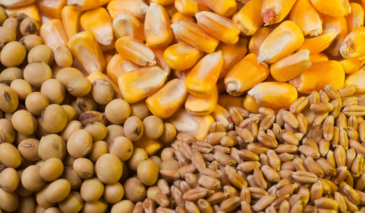 Nông sản 6/3/2019: Lúa mì thay đổi nhẹ, đậu tương duy trì vững