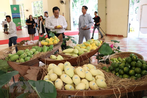 An Giang sẽ xuất khẩu xoài sang thị trường Mỹ trong tháng 6