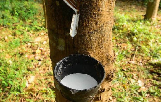 4 tháng đầu năm, xuất khẩu cao su tăng cả lượng và giá trị so cùng kỳ