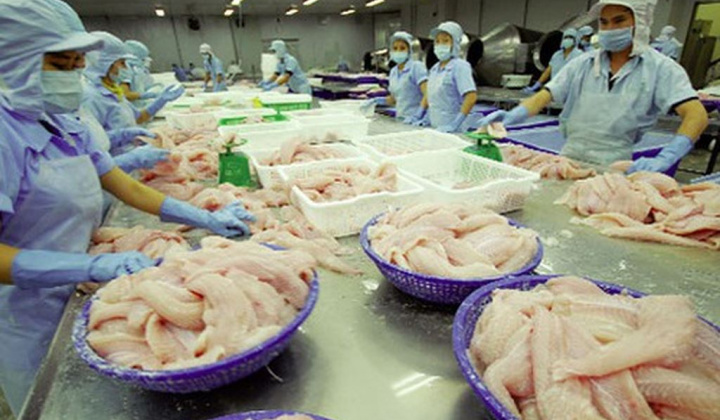 Xuất khẩu cá tra sang EU tăng trưởng lạc quan trở lại