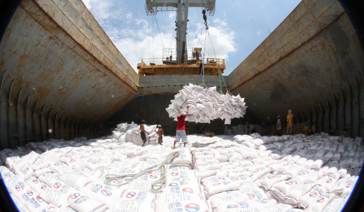 Gạo Việt Nam gặp bất lợi về thị trường xuất khẩu