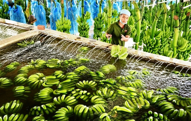 Chuối Việt tìm cơ hội ở thị trường 17 tỉ USD