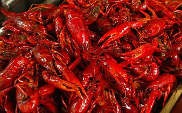 Kiểm tra phản ánh tôm hùm đất được bày bán số lượng lớn