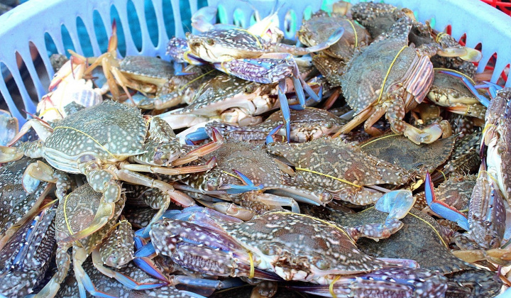 Mỹ tăng nhập khẩu ghẹ từ Việt Nam, thay thế nguồn cung từ Trung Quốc