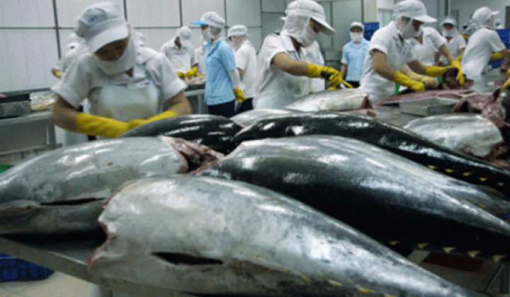 Xuất khẩu cá ngừ sang Canada tăng trưởng vượt bậc