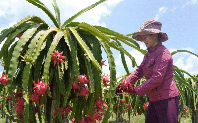 Thanh long bán được giá nhờ có chỉ dẫn địa lý