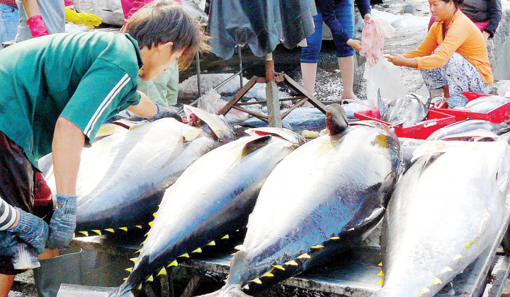 Cá ngừ Việt Nam chiếm lĩnh thị trường Hà Lan