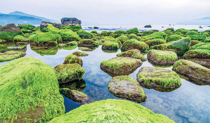 Chiêm ngưỡng cảnh đẹp ngỡ ngàng của ghềnh đá Nam Ô mùa rêu xanh mướt