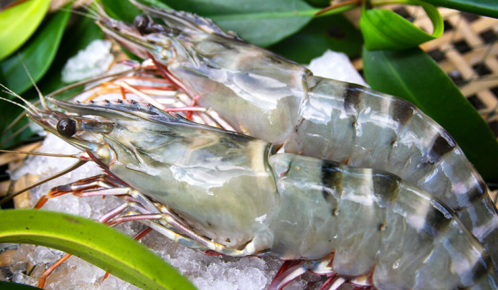 Xuất khẩu tôm kỳ vọng tăng trưởng 6 tháng cuối năm