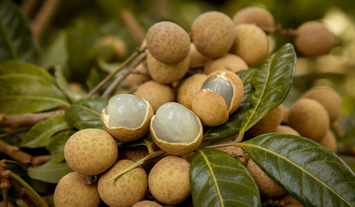 Vietnam Airlines tiếp tục đưa nhãn lồng Hưng Yên lên các chuyến bay