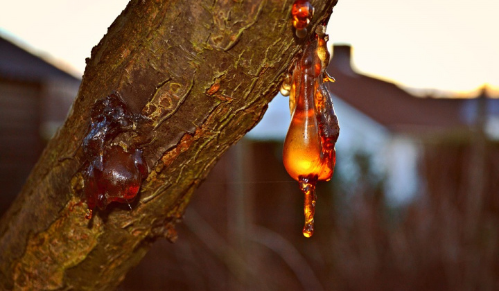 Chuyện chiều thứ 6: Giọt nhựa thông mầu hổ phách