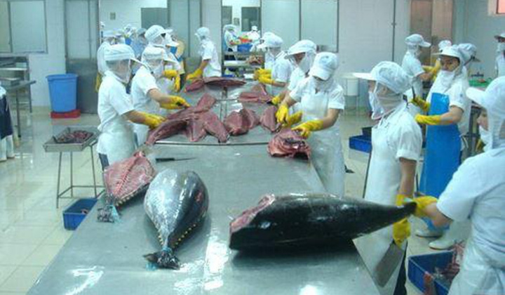 Xuất khẩu cá ngừ sang Italy tăng 60% trong 6 tháng