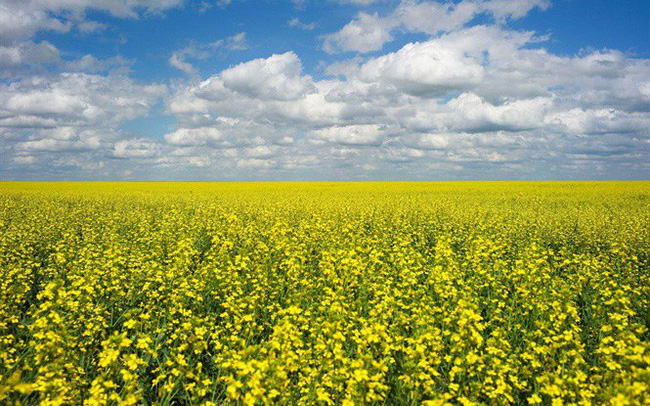 Canada kiện Trung Quốc hạn chế nhập khẩu hạt cải dầu