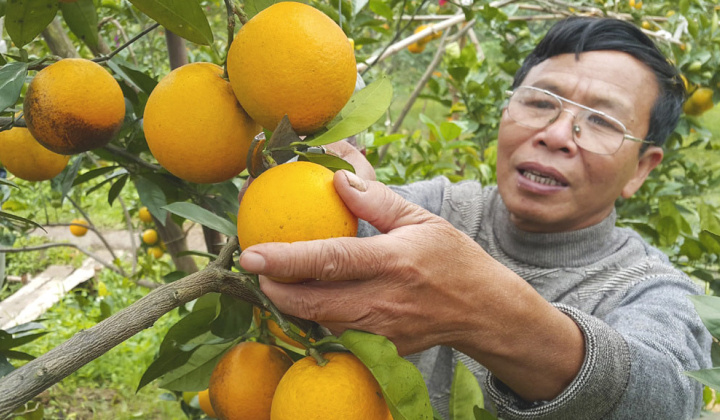 Mang lại hiệu quả kép, phân bón Văn Điển “cứu nguy” cho cây cam Nghệ An, Hà Tĩnh