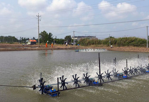 Ngốn điện khủng, chuyên gia hiến kế giúp ngành tôm tiết kiệm