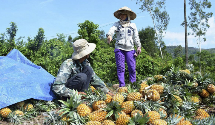 Phân bón Văn Điển giúp nông dân nâng lãi hàng chục triệu đồng mỗi hecta canh tác dứa