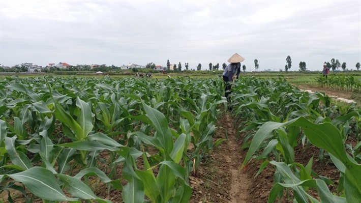 Năng suất ngô tăng hơn 20% nhờ sử dụng NPK Ninh Bình