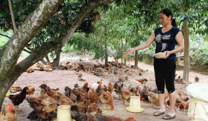 Vốn vay làm thay đổi cái nhìn với nhóm người dễ bị tổn thương