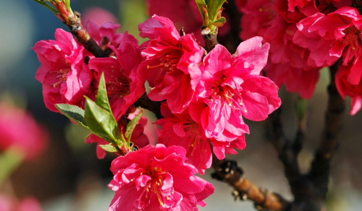 Vì sao người miền Bắc cắm cành đào ngày Tết