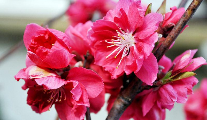 Nên hay không nên đốt gốc đào trước khi cắm, chưa chắc bạn đã biết điều này