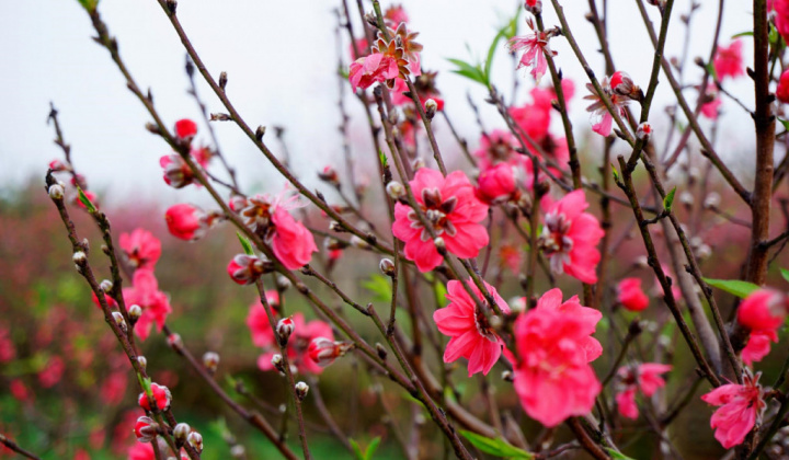 Cách đơn giản để chọn đào đẹp chơi Tết