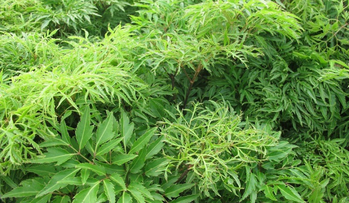 Nghiên cứu quá trình trích ly saponin triterpenoid tổng từ lá đinh lăng với sự hỗ trợ của kỹ thuật siêu âm