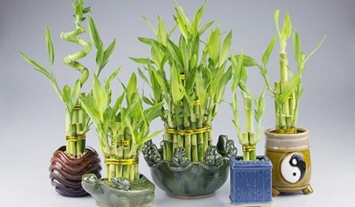 10 loại cây phong thủy mang tài lộc ngày Tết cho gia chủ