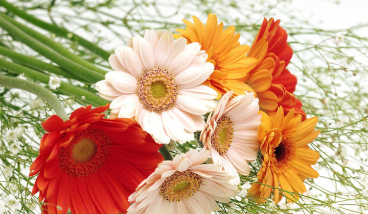 10 loại hoa nhất định phải mua trong dịp Tết