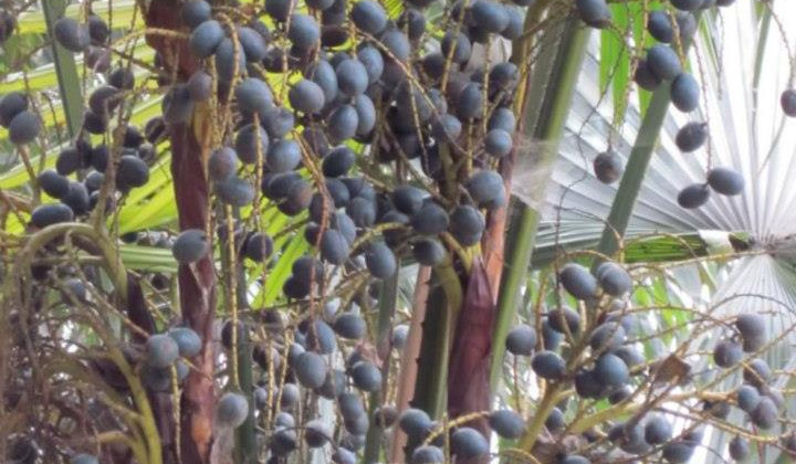 Béo ngậy quả cọ ỏm vùng đất Tổ