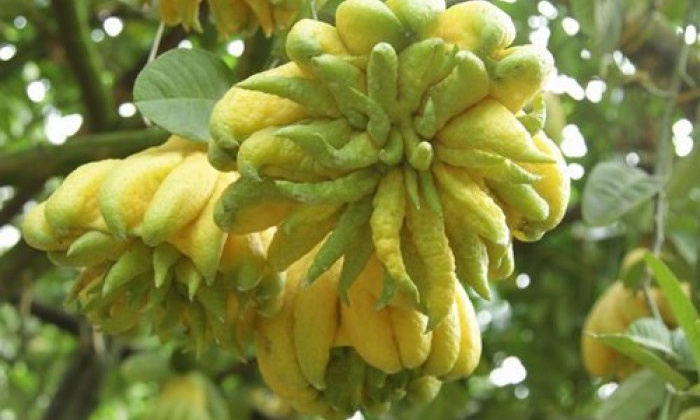 Vì sao quả phật thủ lại được săn lùng vào dịp Tết