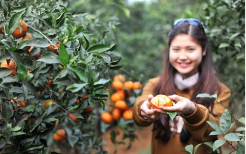 Cam Cao Phong tiếp thị bằng chỉ dẫn địa lý, VietGap và truy xuất nguồn gốc