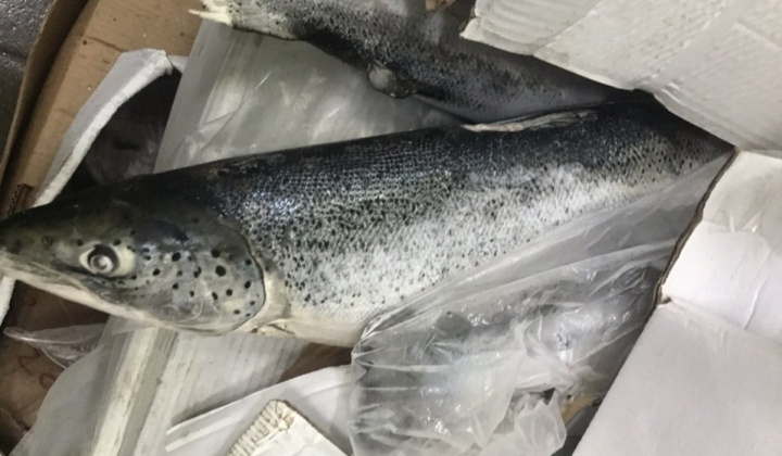 Chặn đứng 2,5 tấn cá hồi hết hạn sử dụng đang được tái chế