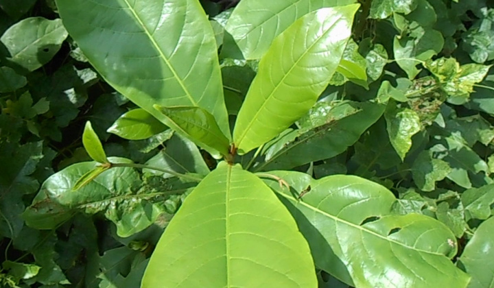 Tổng hợp xanh và đánh giá khả năng kháng nấm Colletotrichum spp., khuẩn Xanthomonas sp. của nano đồng