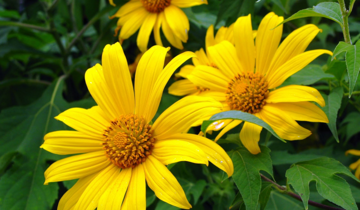 Đẹp ngất ngây hoa dã quỳ Đà Lạt