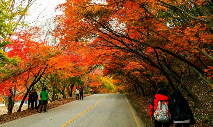 Bạn đã đến “vườn địa đàng” lá phong Đà Lạt chưa