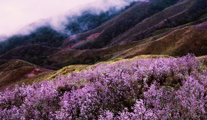 Tím lịm hoa Chi Pâu trên thiên đường mây Tà Chì Nhù