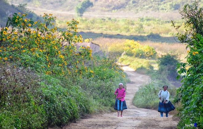 Mộc Châu không chỉ có hoa cải trắng