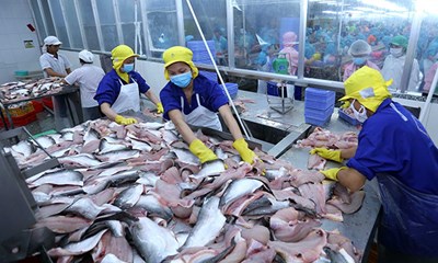 Xuất khẩu cá tra sang một số thị trường lớn đang dần hồi phục