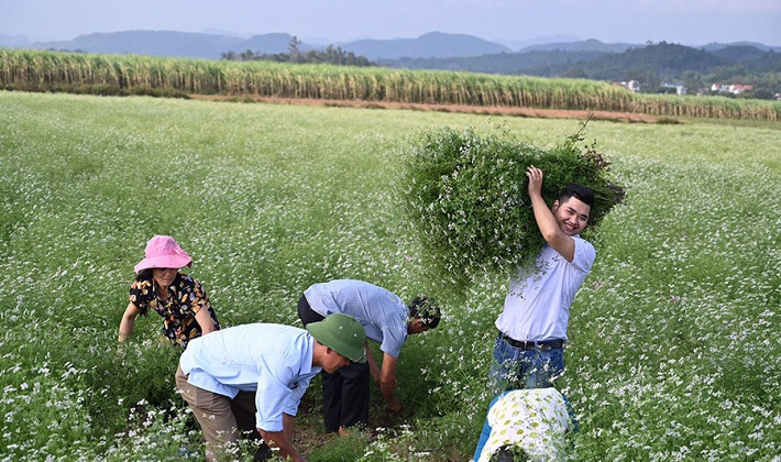 Chàng trai 23 tuổi làm nên tiền tỷ từ cây lá bỏ đi