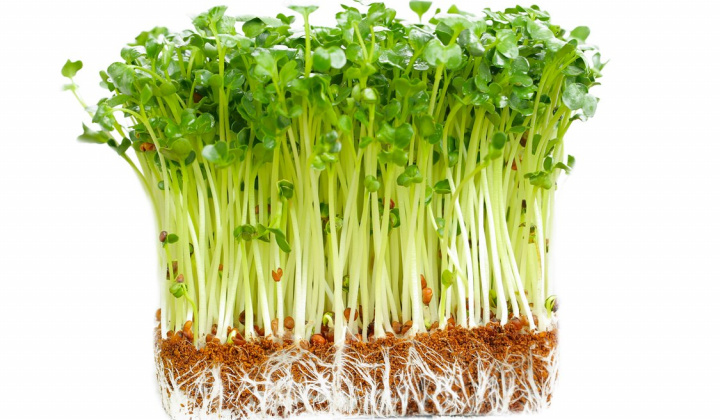 Khảo sát khả năng kiểm soát sâu bệnh hại của giấm tre trên cây cải xanh trồng hữu cơ tại nông trại Sen Việt