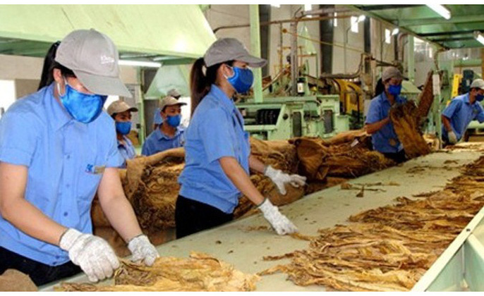 Giấy phép sản xuất thuốc lá có thời hạn 5 năm