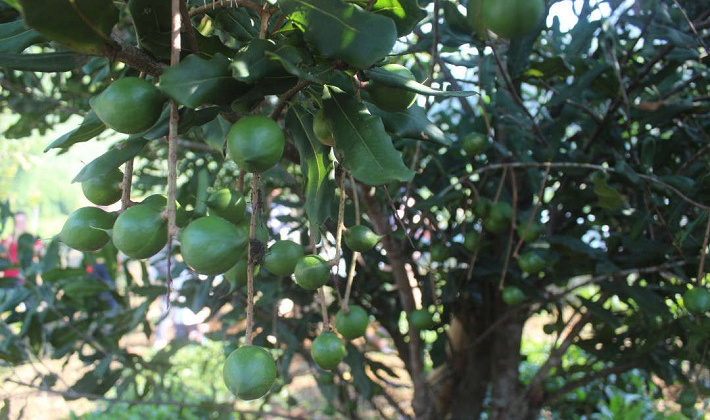 Điện Biên: Liên kết nâng cao giá trị cho nông sản