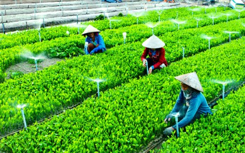 Hoàn thiện công tác quản lý hợp tác xã nông nghiệp tại tỉnh Đồng Tháp