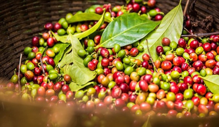 Xuất khẩu cà phê 10 tháng đạt hơn 2,3 tỷ USD