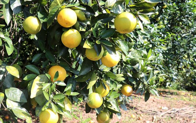 Xây dựng mô hình chuỗi cung ứng cam sạch của tỉnh Hà Giang