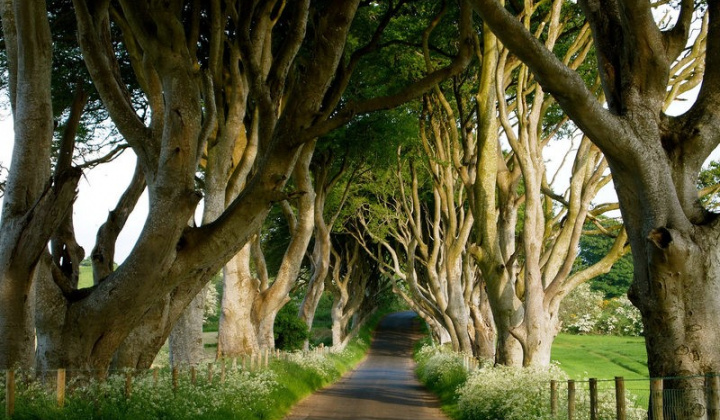 8 khu rừng kỳ ảo tựa tiểu thuyết có thực trên thế giới