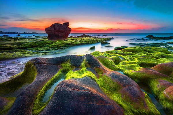 Săn rêu ở biển Cổ Thạch