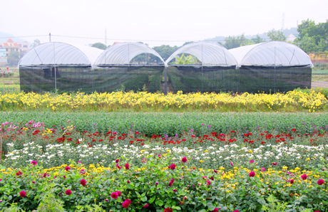 Làng hoa vào vụ Tết