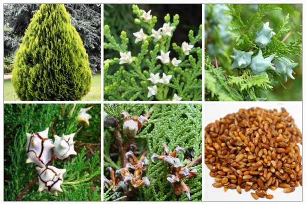 Hoạt tính kháng oxy hóa của cao chiết ethanol Trắc bá diệp (Thuja orientalis L.)