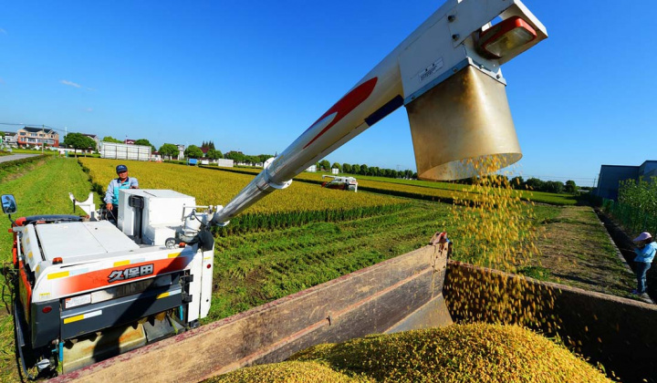 TT nông sản thế giới 18/2/2020: Lúa mì tăng hơn 1,5%; cà phê đứng vững